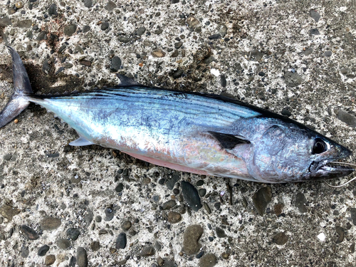 ハガツオの釣果