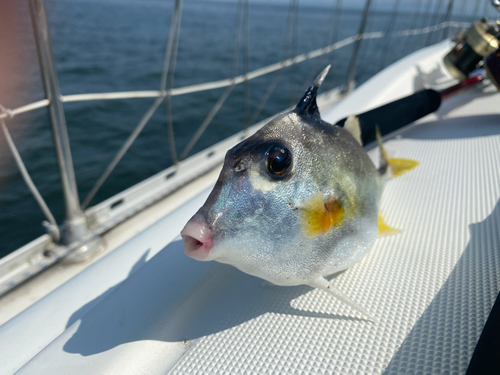 ギマの釣果