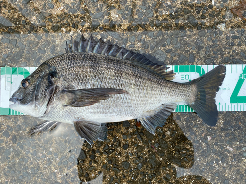 チヌの釣果