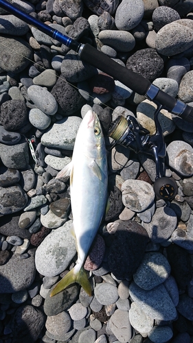 イナダの釣果