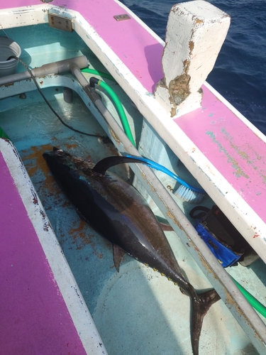 ビンチョウマグロの釣果