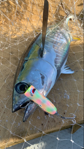 キハダマグロの釣果