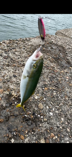 ハマチの釣果