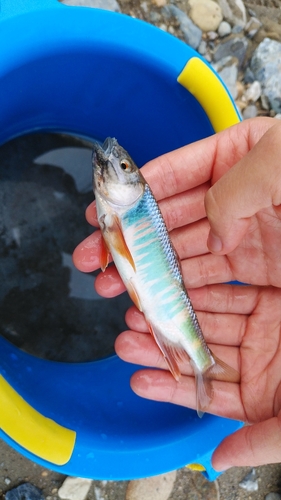 オイカワの釣果