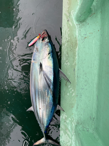 カツオの釣果