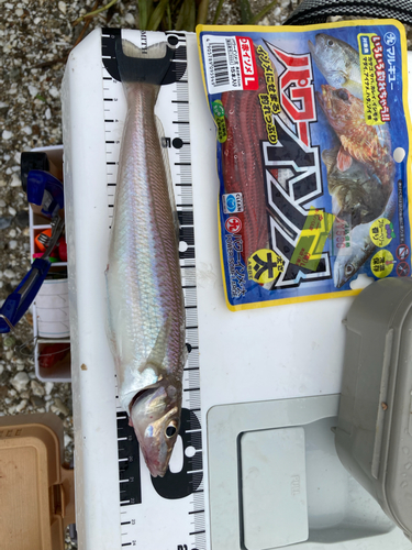 シロギスの釣果