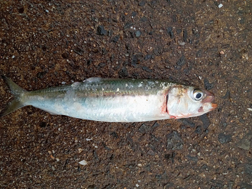 イワシの釣果