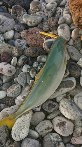 ワカシの釣果