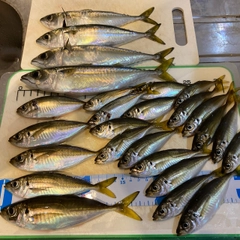 アジの釣果