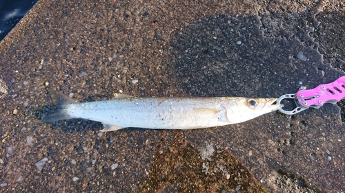 アカカマスの釣果