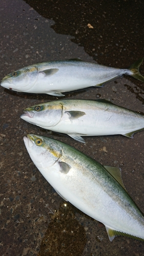 イナダの釣果