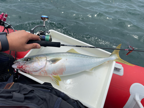 ハマチの釣果