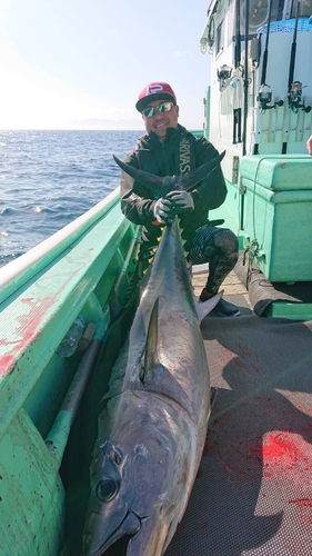 ホンマグロの釣果