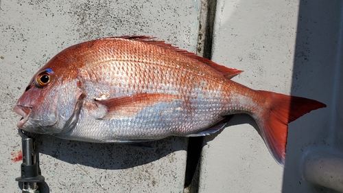 マダイの釣果