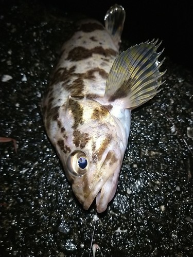 タケノコメバルの釣果