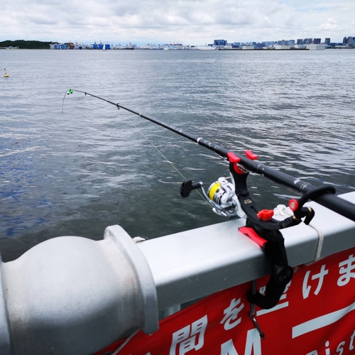 カタクチイワシの釣果