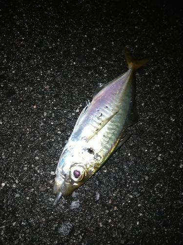 マアジの釣果