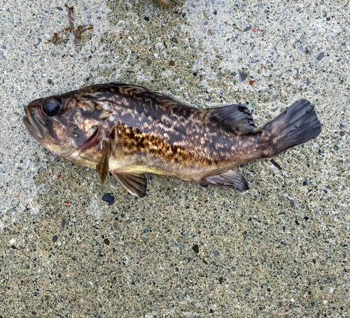 ソイの釣果