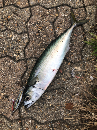 サバの釣果