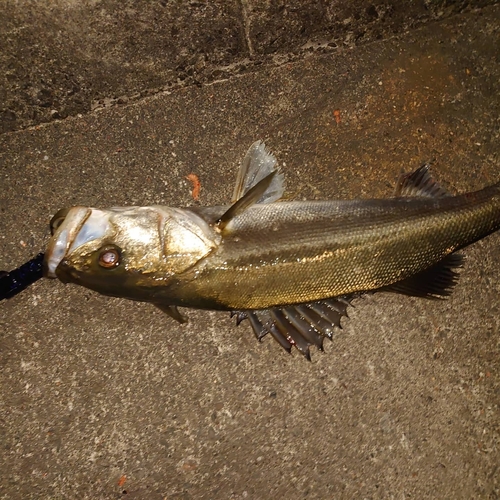 スズキの釣果