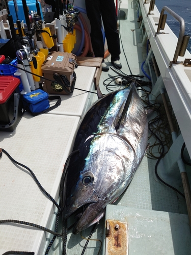 クロマグロの釣果