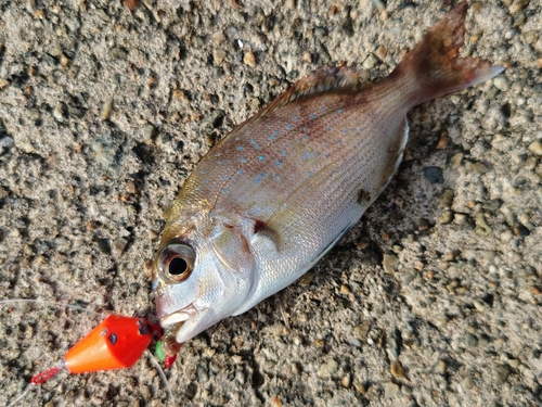 マダイの釣果