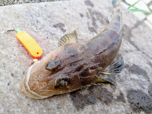 コチの釣果