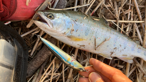 アマゴの釣果