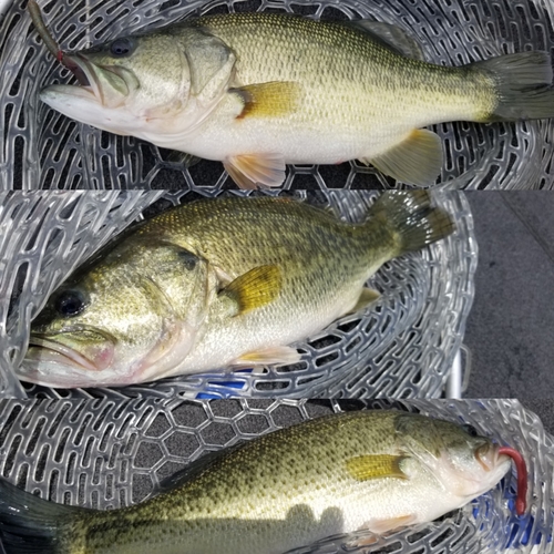 ブラックバスの釣果