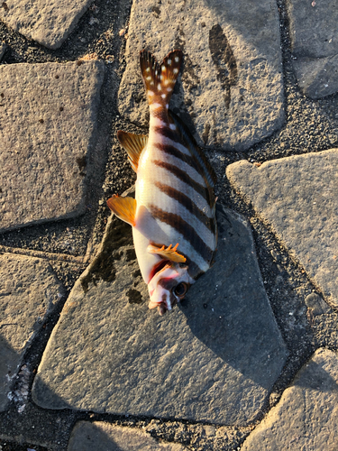 タカノハダイの釣果