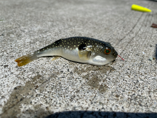 クサフグの釣果