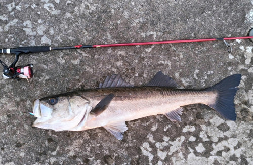 マルスズキの釣果