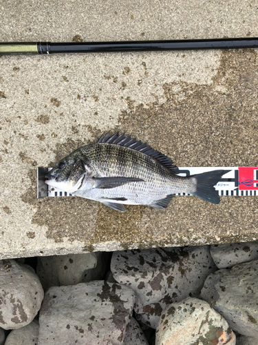 クロダイの釣果