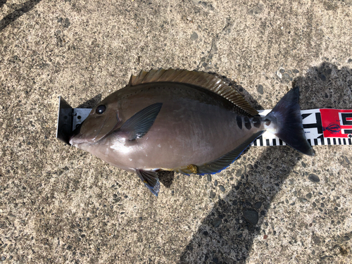 ニザダイの釣果