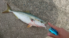 ツバスの釣果