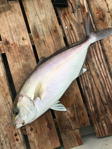 カンパチの釣果