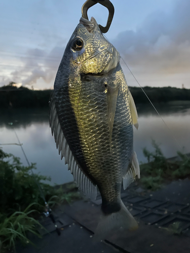 キビレの釣果