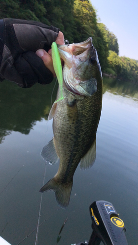 ブラックバスの釣果