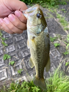 ラージマウスバスの釣果