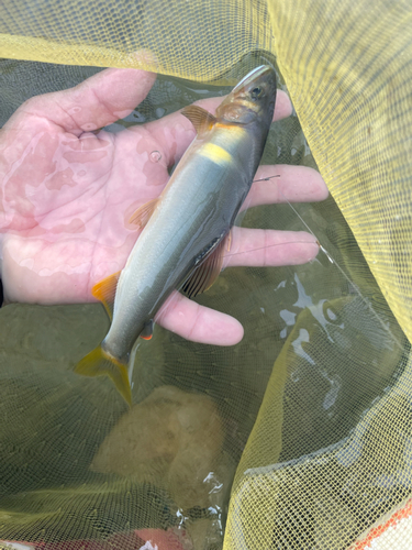 アユの釣果