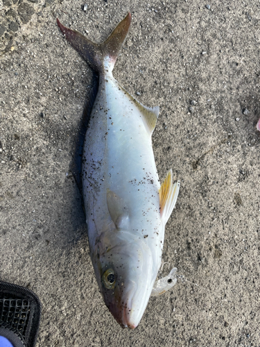 ショゴの釣果