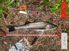 シーバスの釣果