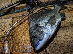 クロダイの釣果