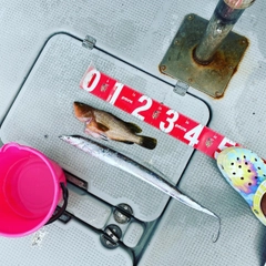 アコウの釣果