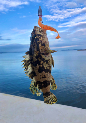 ベッコウゾイの釣果