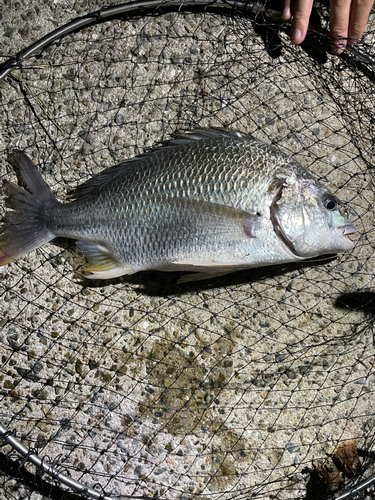 キビレの釣果