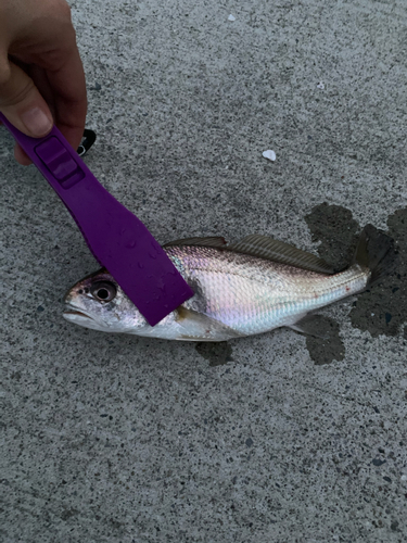 イシモチの釣果