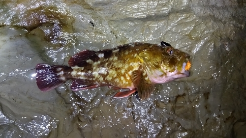 カサゴの釣果