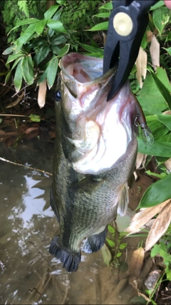 ラージマウスバスの釣果