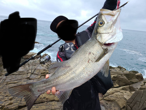 ヒラスズキの釣果